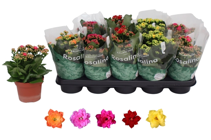 <h4>KAL GE RO GEM 5 KL</h4>