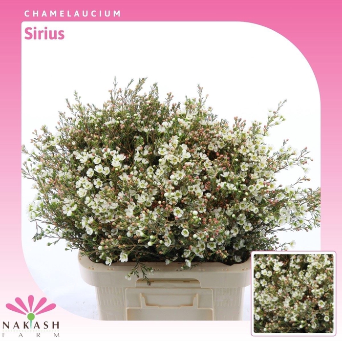 <h4>Chamelaucium Sirius</h4>