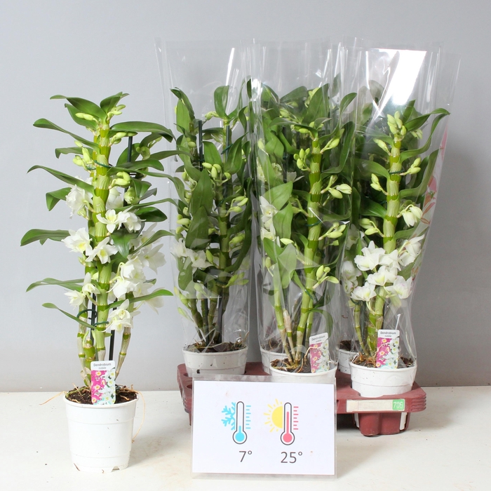 <h4>DENDR N SC APOLLON</h4>