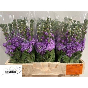 Matth Figaro Lavendel