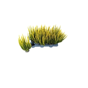 CALLU SKYLINE GEM