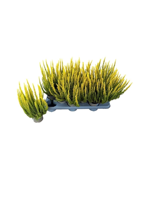 <h4>CALLU SKYLINE GEM</h4>