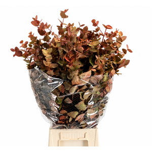 Euc. Cinerea Painted Autunno 'De Luxe'