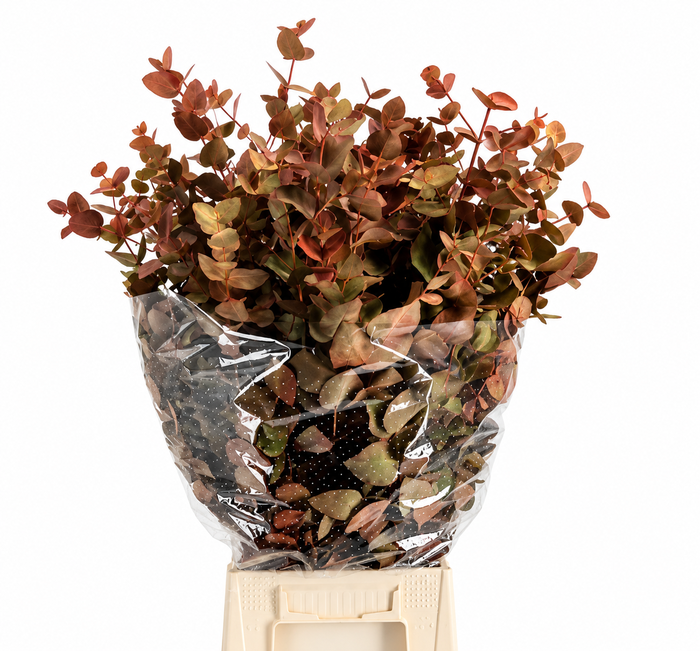 <h4>Euc. Cinerea Painted Autunno 'De Luxe'</h4>