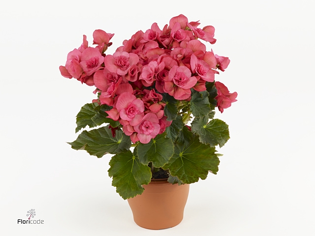 Begonia Du Serena