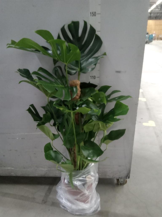 <h4>Monstera delic.</h4>