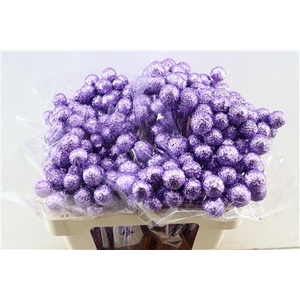 WAX CRASPEDIA TOPLINE MILKA P STEM