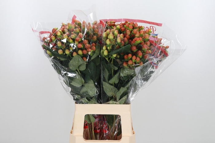 <h4>Hyp Globo Coral</h4>