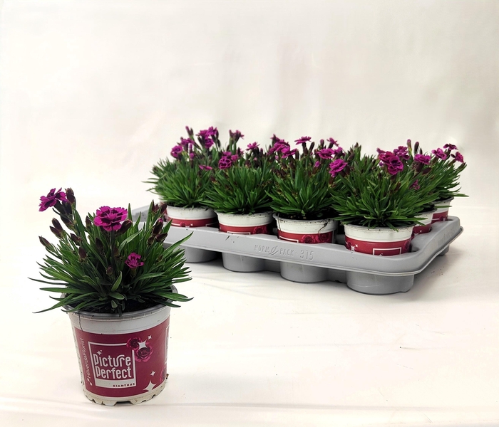 arr8 Dian Picture Perfect