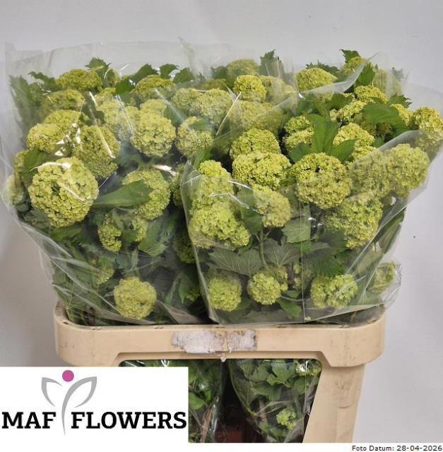 <h4>VIBURNUM ROSEUM ST</h4>