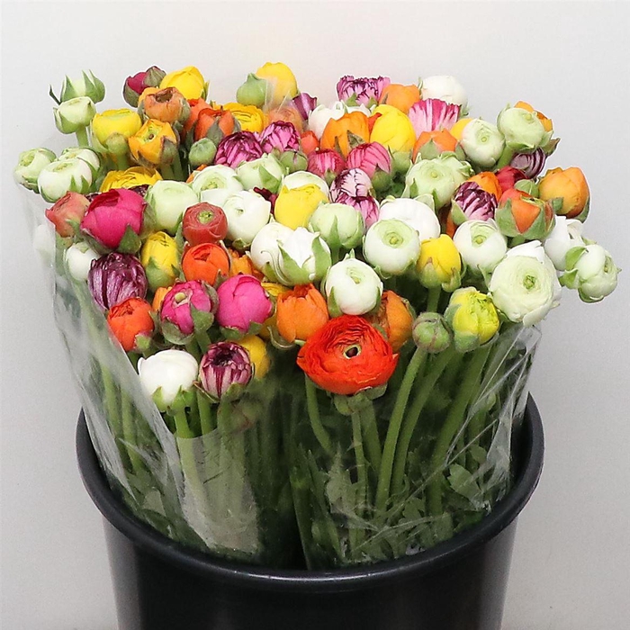 <h4>Ran El Sr Mix In Bunch Extra</h4>