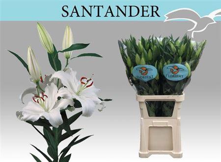 <h4>Li Or Santander</h4>