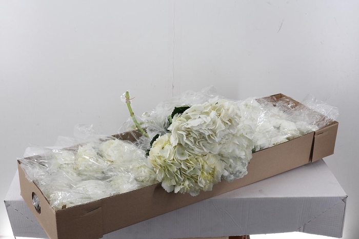 <h4>Hydr White Jumbo Box</h4>