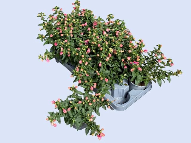 <h4>FUCHSIA GENERAL MONK</h4>