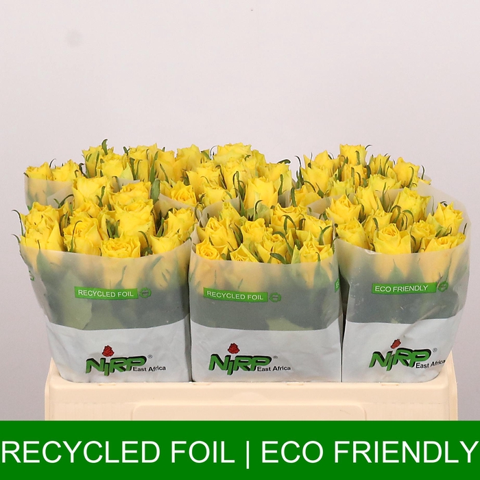 <h4>R GR GOLD FURY</h4>