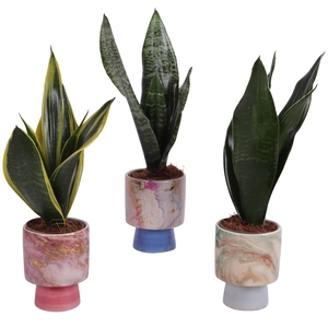 Sansevieria mix Ø09cm in Ø10cm Ceramic FB676