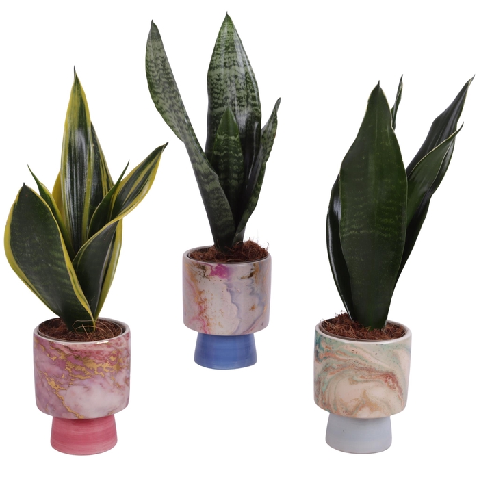 <h4>Sansevieria mix Ø09cm in Ø10cm Ceramic FB676</h4>