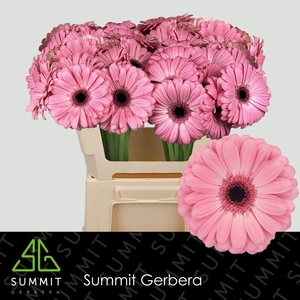Gerbera Joyride Lang Ongelijk 60cm Water x40