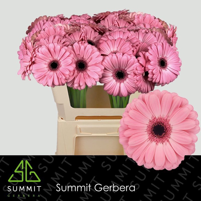 <h4>Gerbera Joyride Lang Ongelijk 60cm Water x40</h4>