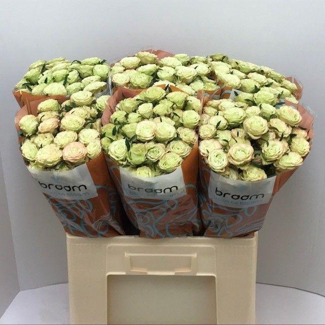 <h4>Rosa TR 'Limousine' BRAAM</h4>