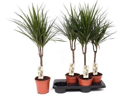 <h4>Dra Marginata 30cm 3+ Solo</h4>