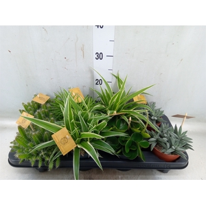 Planten  ..mix