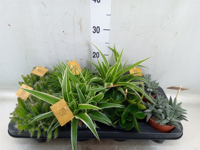 <h4>Planten  ..mix</h4>