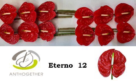 <h4>Anthurium Eterno</h4>