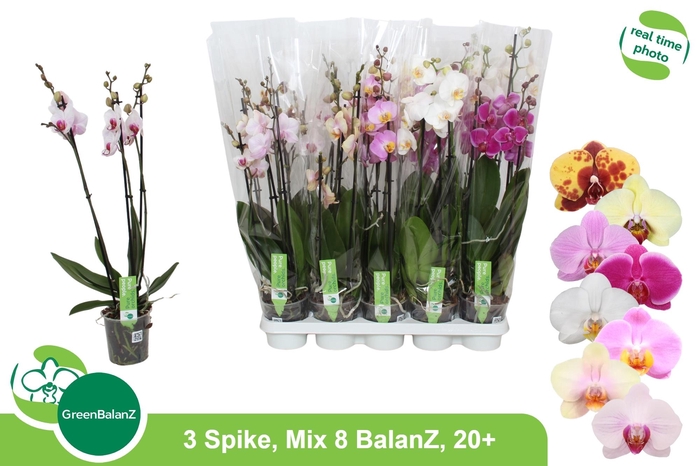 <h4>PHAL GEM 8 KL</h4>