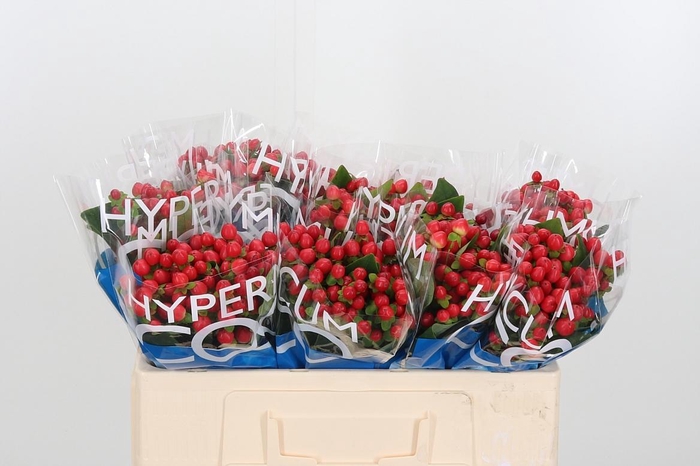 <h4>Hyp Coco Rio Rood</h4>