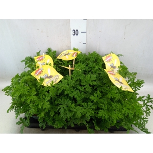 Pelargonium graveolens