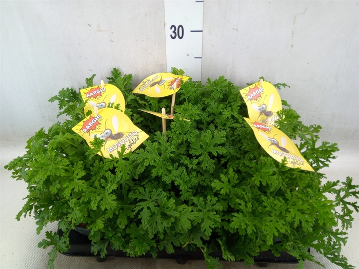 <h4>Pelargonium graveolens</h4>