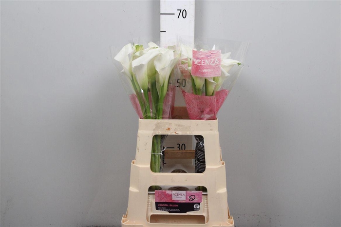 <h4>Zant Crystal Blush</h4>