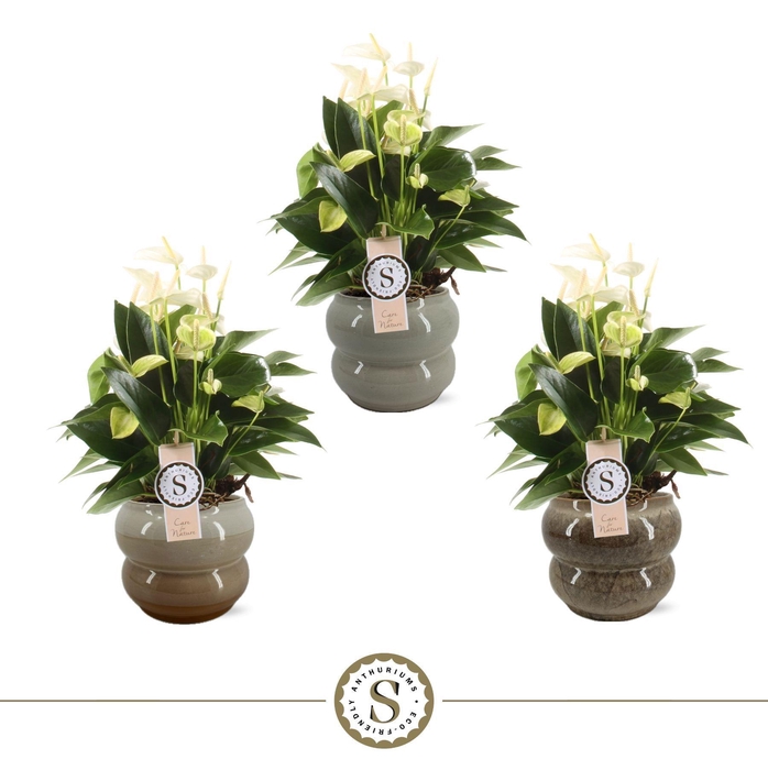 <h4>Bocelli Keramiek White 14cm</h4>