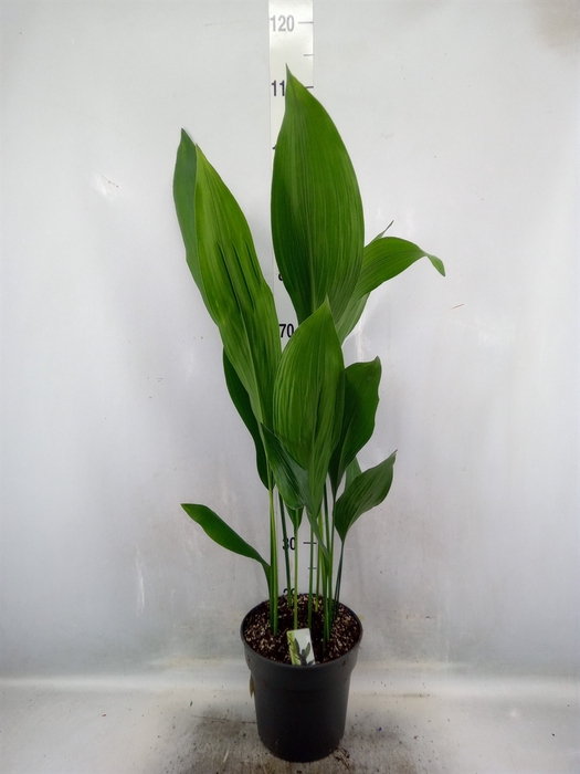 <h4>Aspidistra elat.</h4>