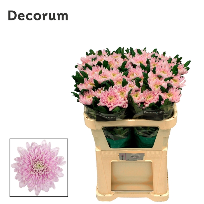 <h4>CHRYSANTHEMUM PL 'ROSSANO' CHR G RO</h4>