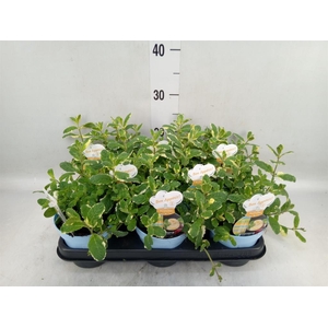 Mentha suaveolens 'Variegata'