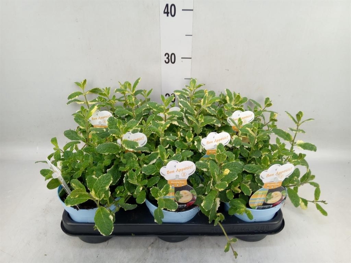 <h4>Mentha suaveolens 'Variegata'</h4>