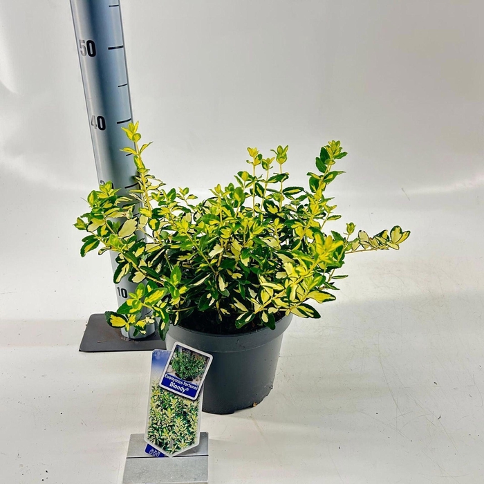 <h4>Euonymus Blondy</h4>