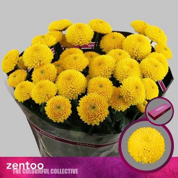 <h4>Chr T Limoncello Zentoo</h4>