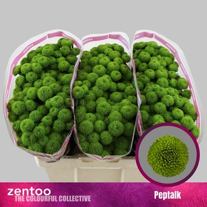 Chrysanten Chr S Peptalk