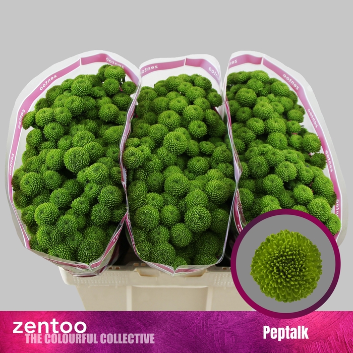 <h4>Chrysanten Chr S Peptalk</h4>