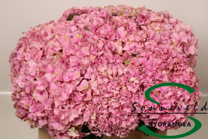 <h4>HYDR M ROYAL PARADE</h4>