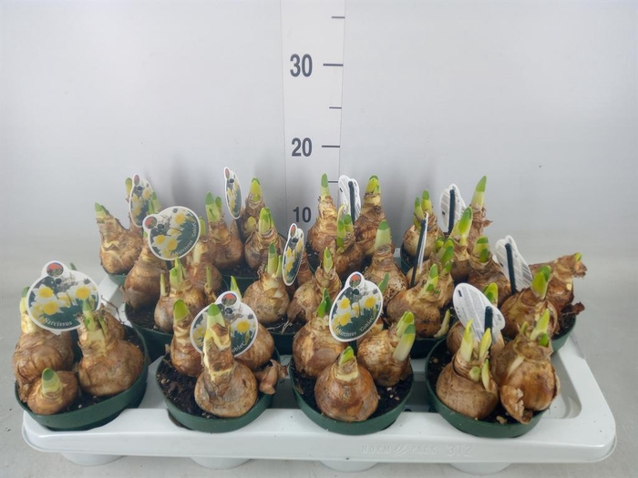 <h4>Narcissus   ...</h4>