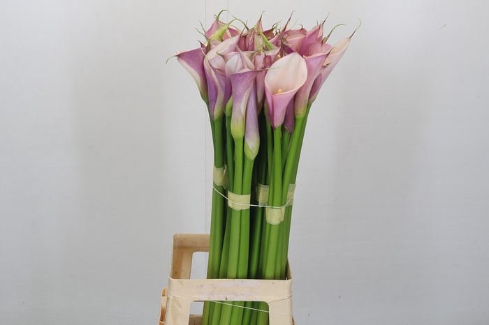 <h4>Zantedeschia Eydolls Purple White</h4>