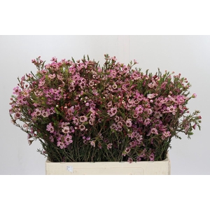 Chamelaucium Grand Adi