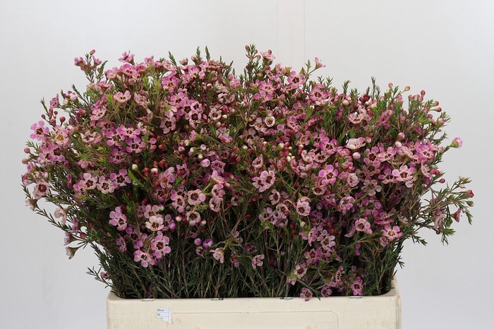 <h4>Chamelaucium Grand Adi</h4>