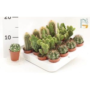 CACTUS GEM