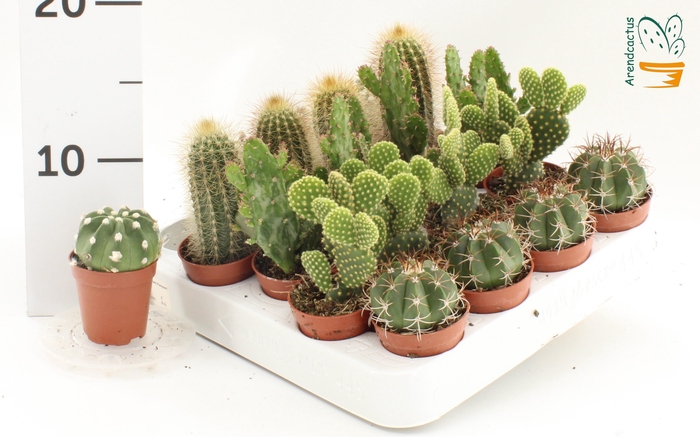 <h4>CACTUS GEM</h4>