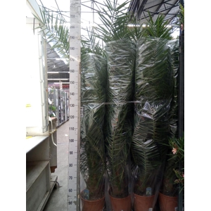 Phoenix canariensis